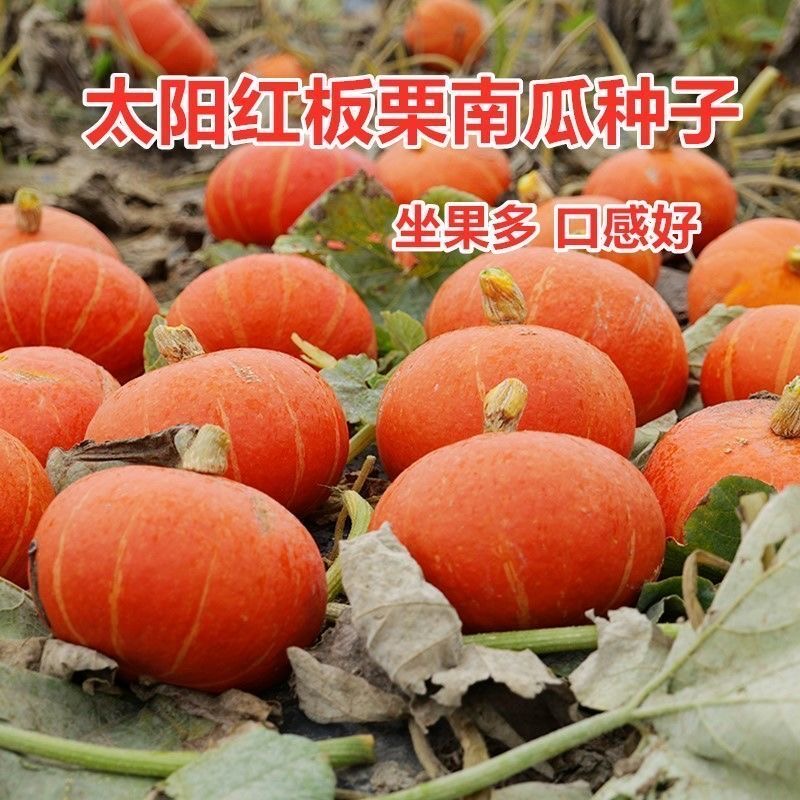 【全店6包包邮】高产红栗南瓜种子红蜜板栗贝贝南瓜种籽春秋香甜糯
