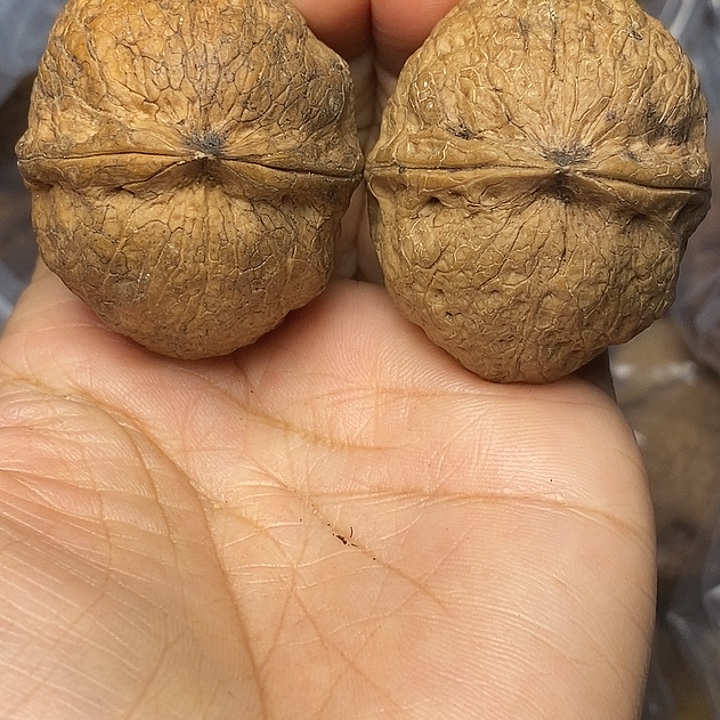 把件文玩核桃云南铁核桃49