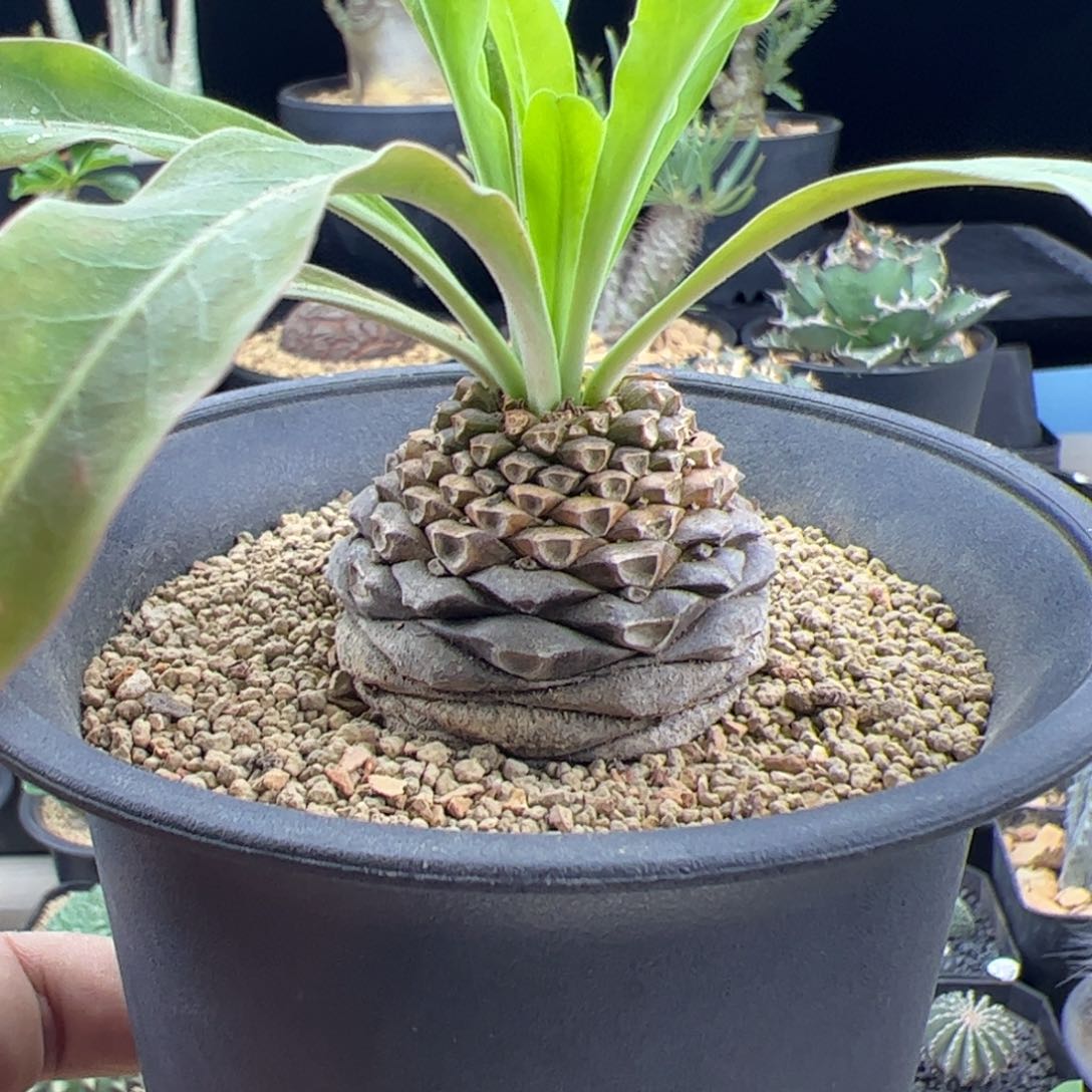 铁甲丸4.5一物一拍默认脱土发