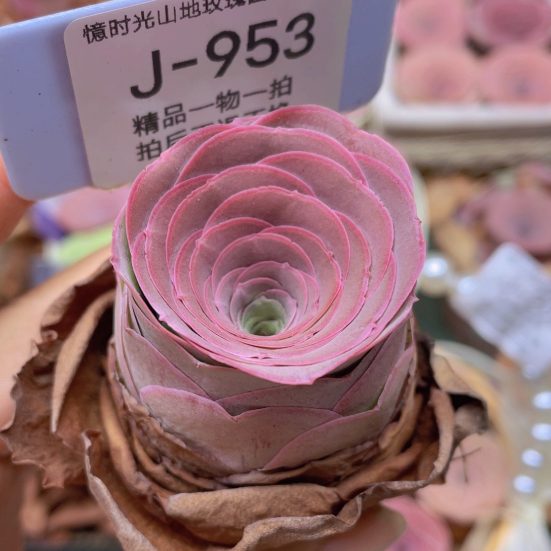 山地玫瑰J953裸根发货不售后