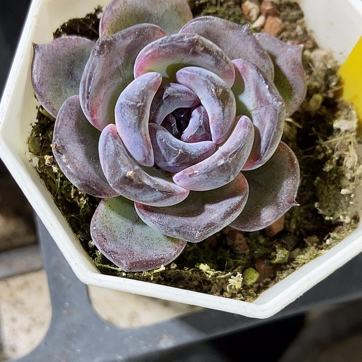 哈***嗝多肉植物黑橙820多肉