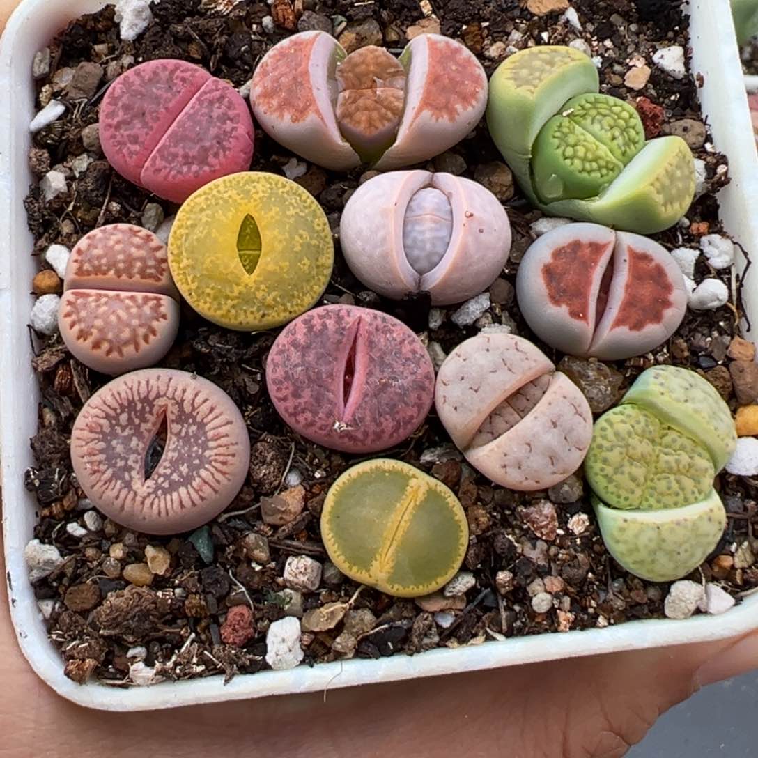 1.15好看的多肉010