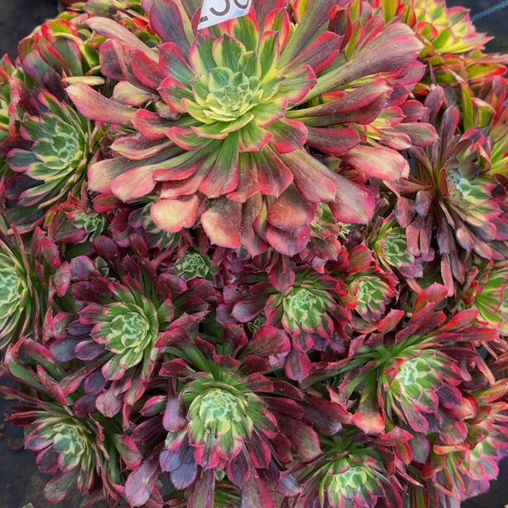 00000000235新品多肉植物