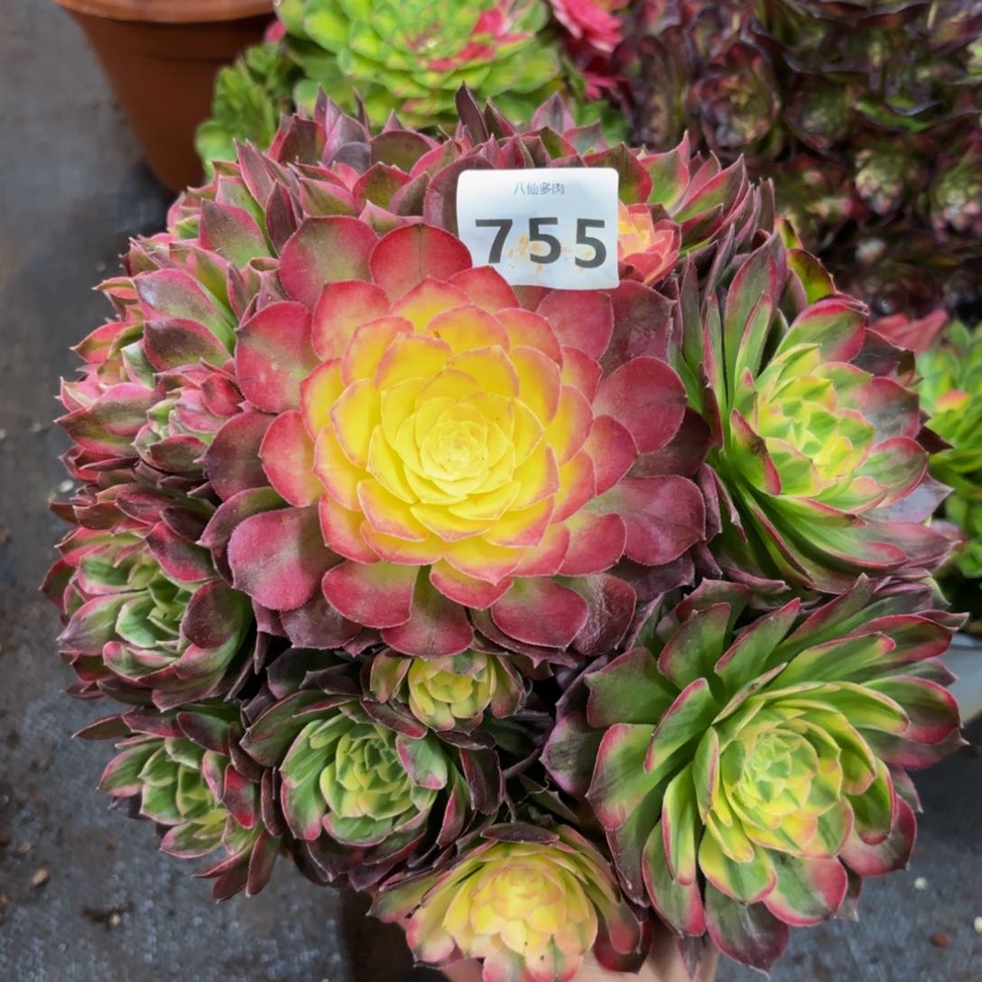 755多肉植物海王