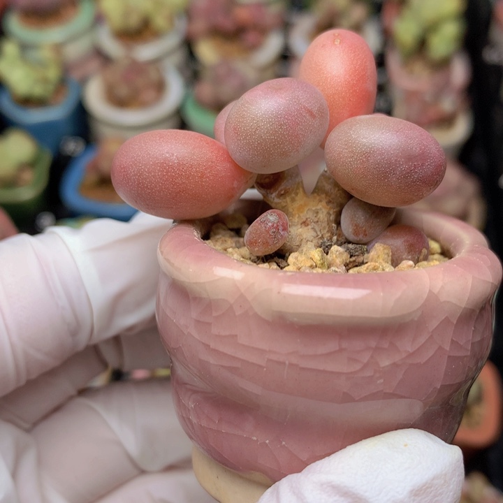 026 水光针奶酪 2+2 木质桩