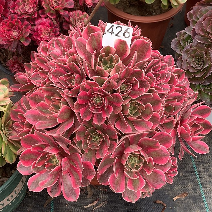 426.红粉佳人多肉植物