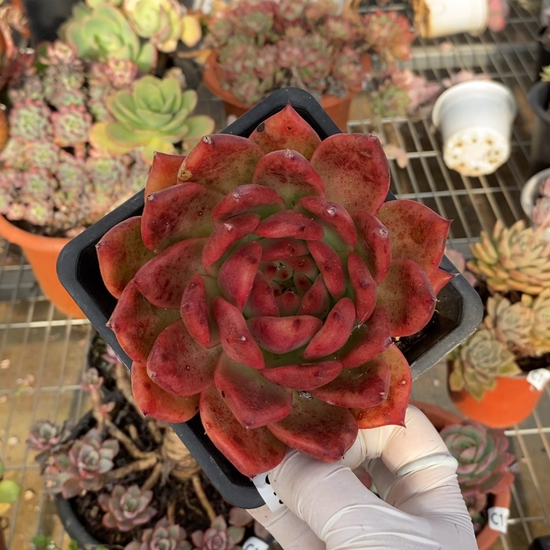 19913弗兰克一物一拍