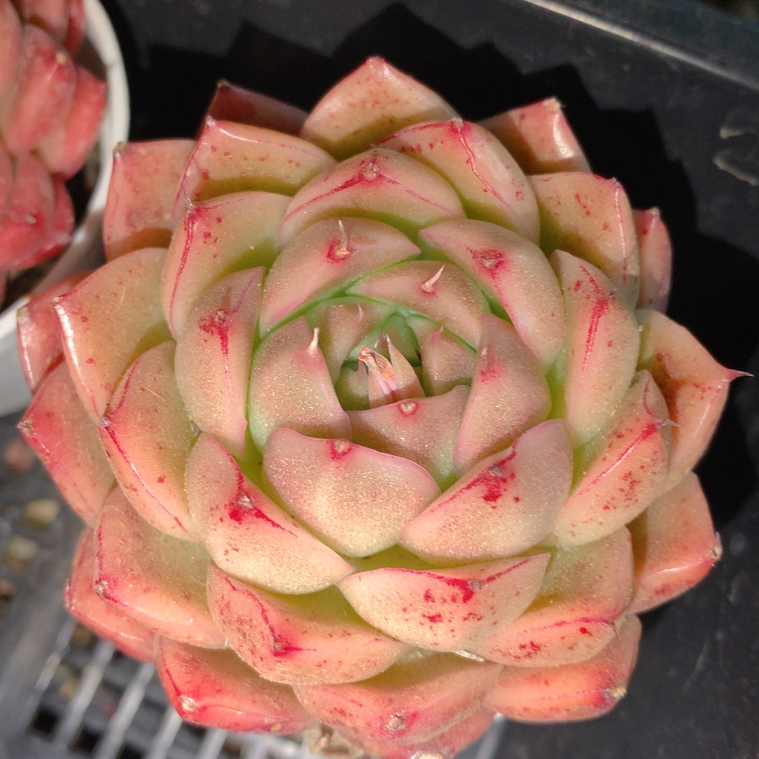0314-52 麦杆优选