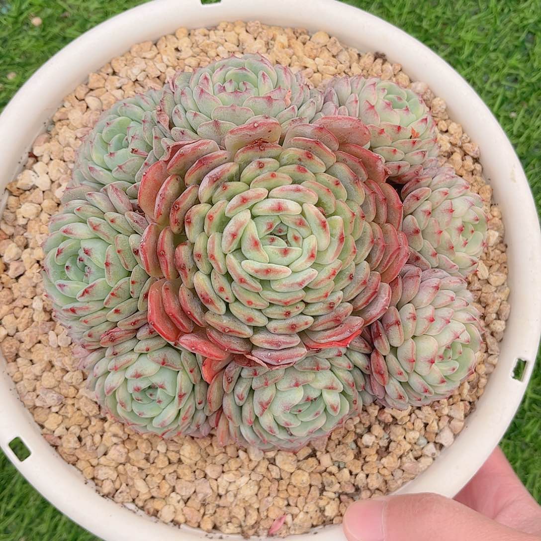 释*白胖子捧花精品多肉