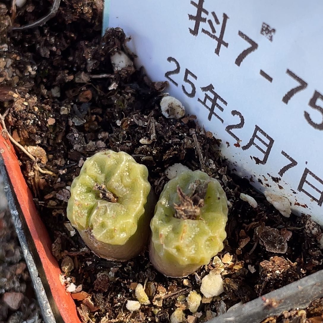 7-75超烧杂多肉植物