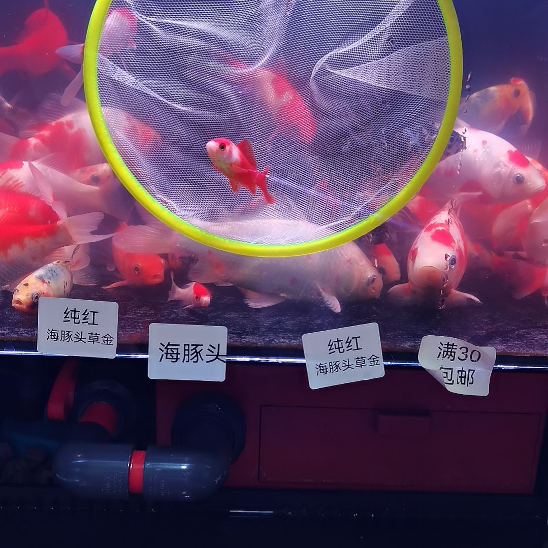 海水鱼玉面丹顶草金