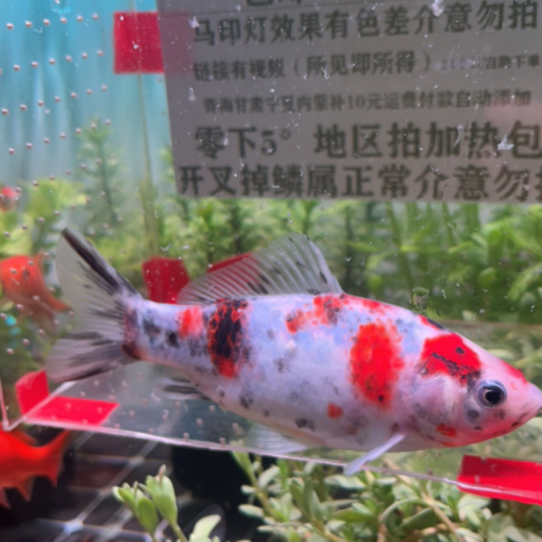 418号13-14公分瓷白底奶花短尾草金鱼（母鱼）