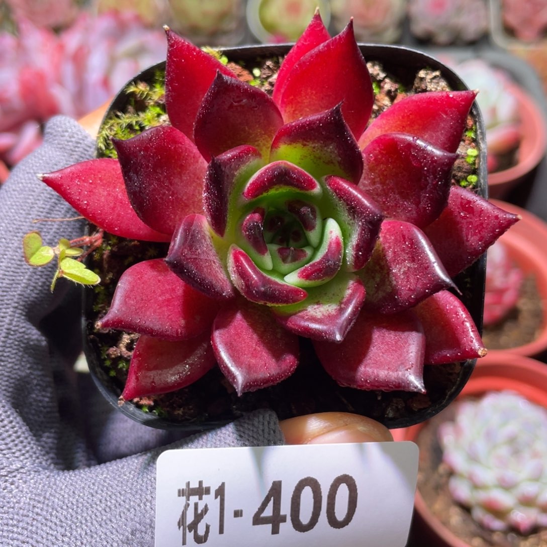 花利美1-400车厘子