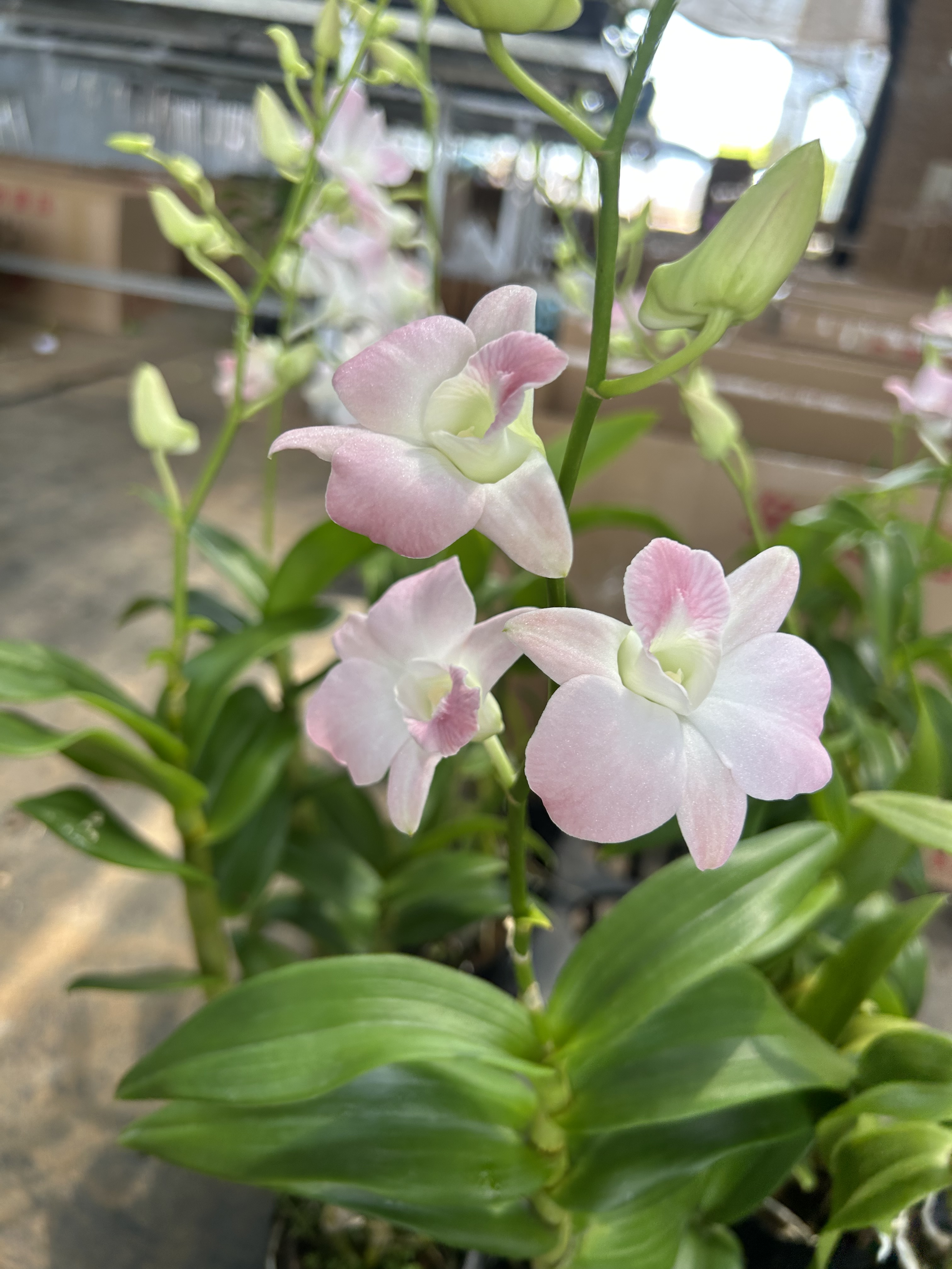 秋石斛（水蜜桃 ）盆栽兰花多年生石斛兰 /2-3苗
