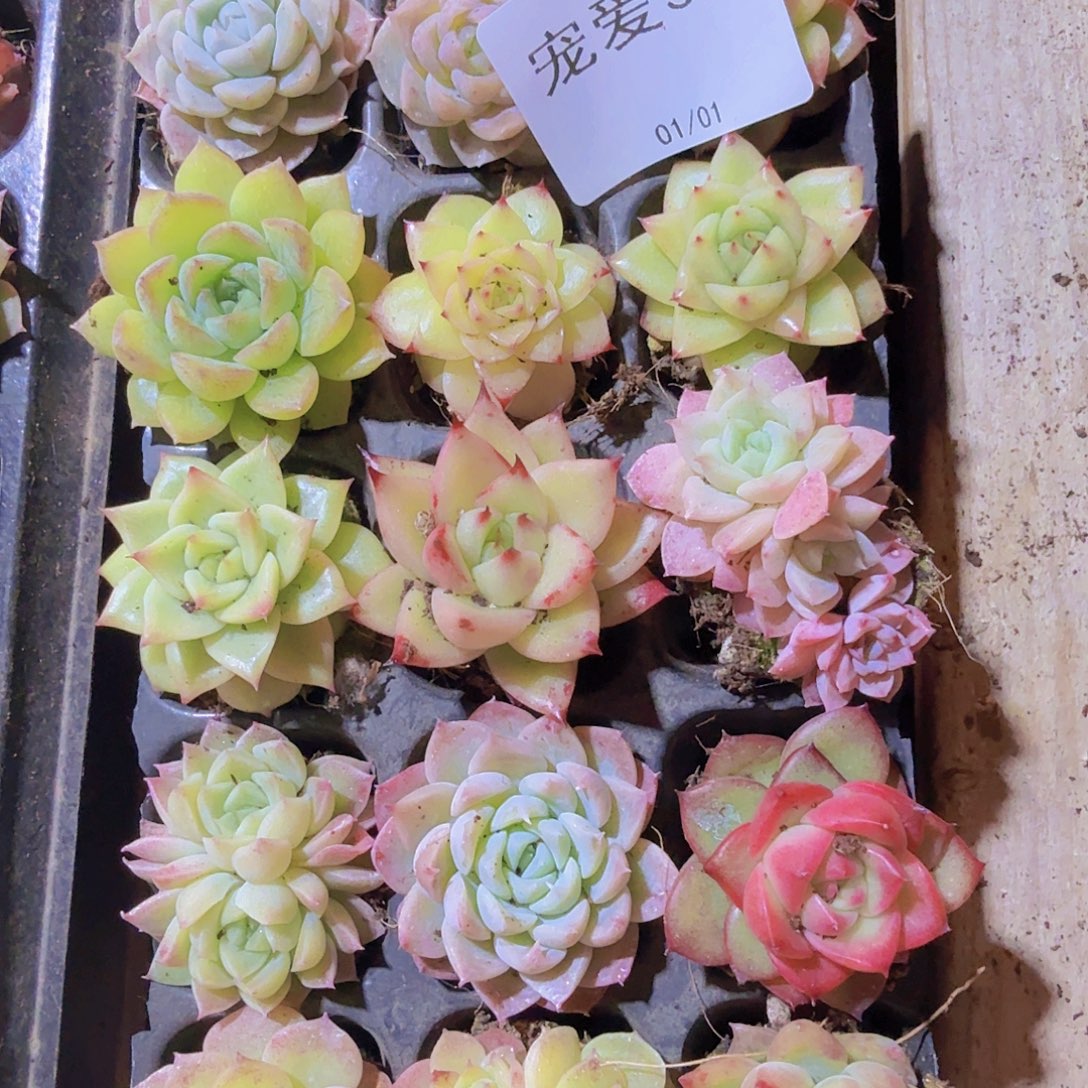 直播福利一物一拍365