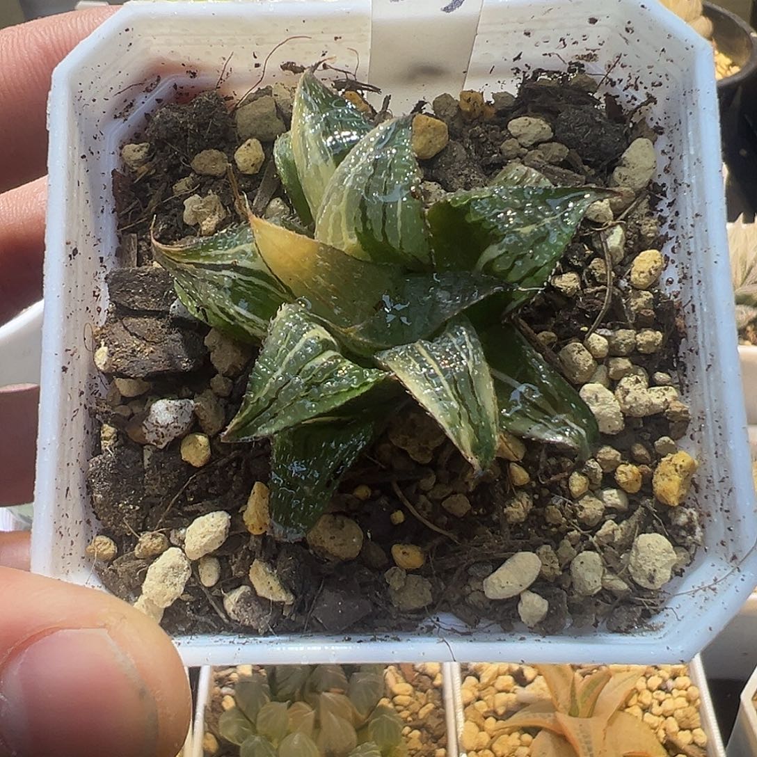 25青鸟寿锦特选福利