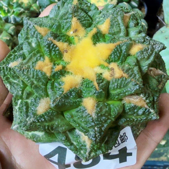 B***N无花朵福利自根龟甲484