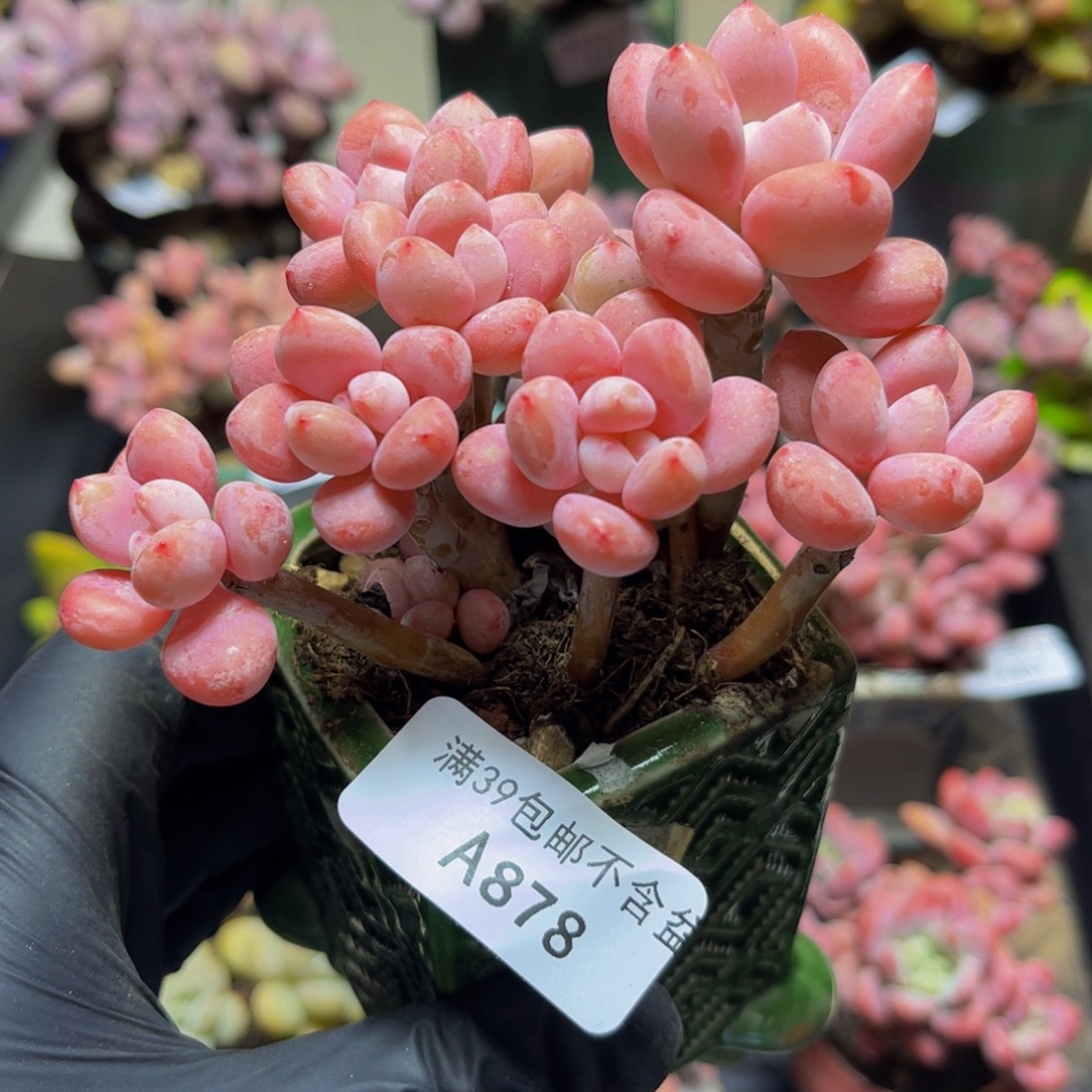 878樱花洛神10厘米多肉