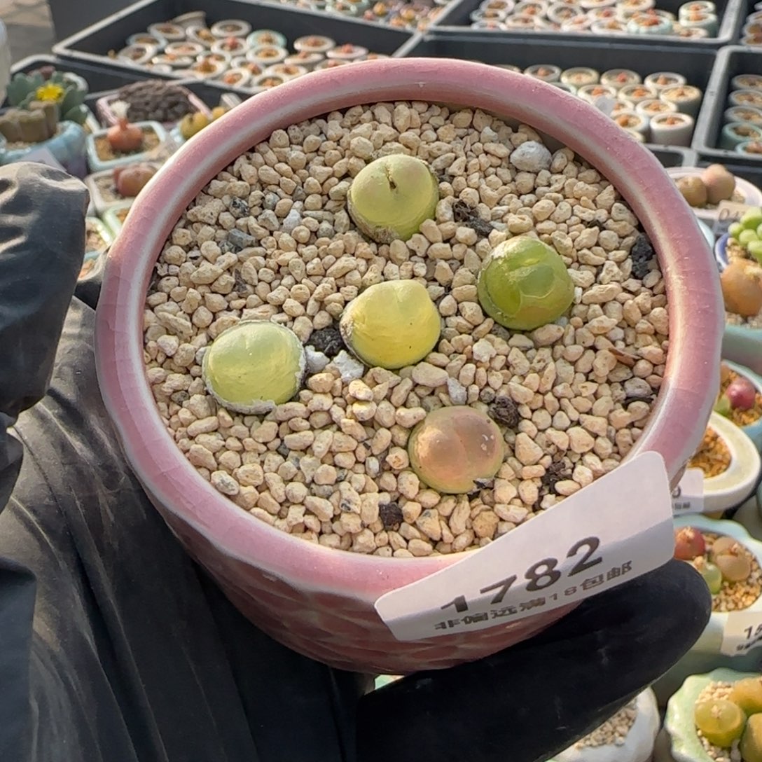 1782-一物一拍 带盆