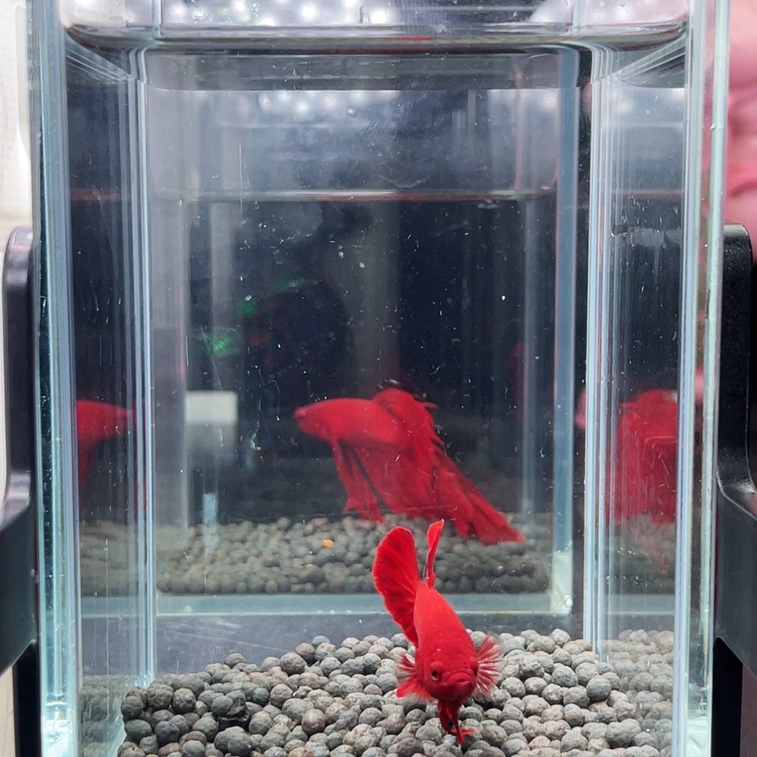 斗鱼95号910早超红