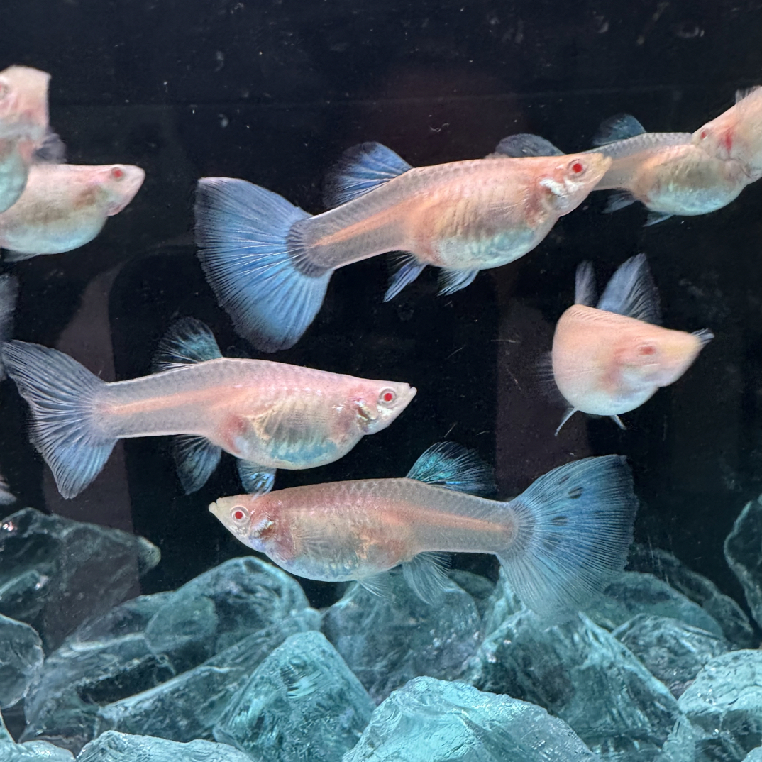 （新粉福利）天空蓝孔雀鱼（当天取件开箱视频包损）