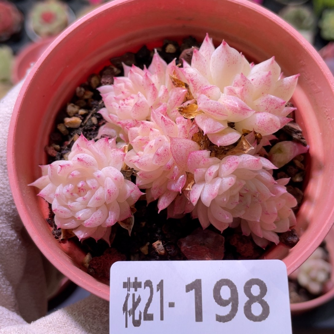 花利美21-198麦秆