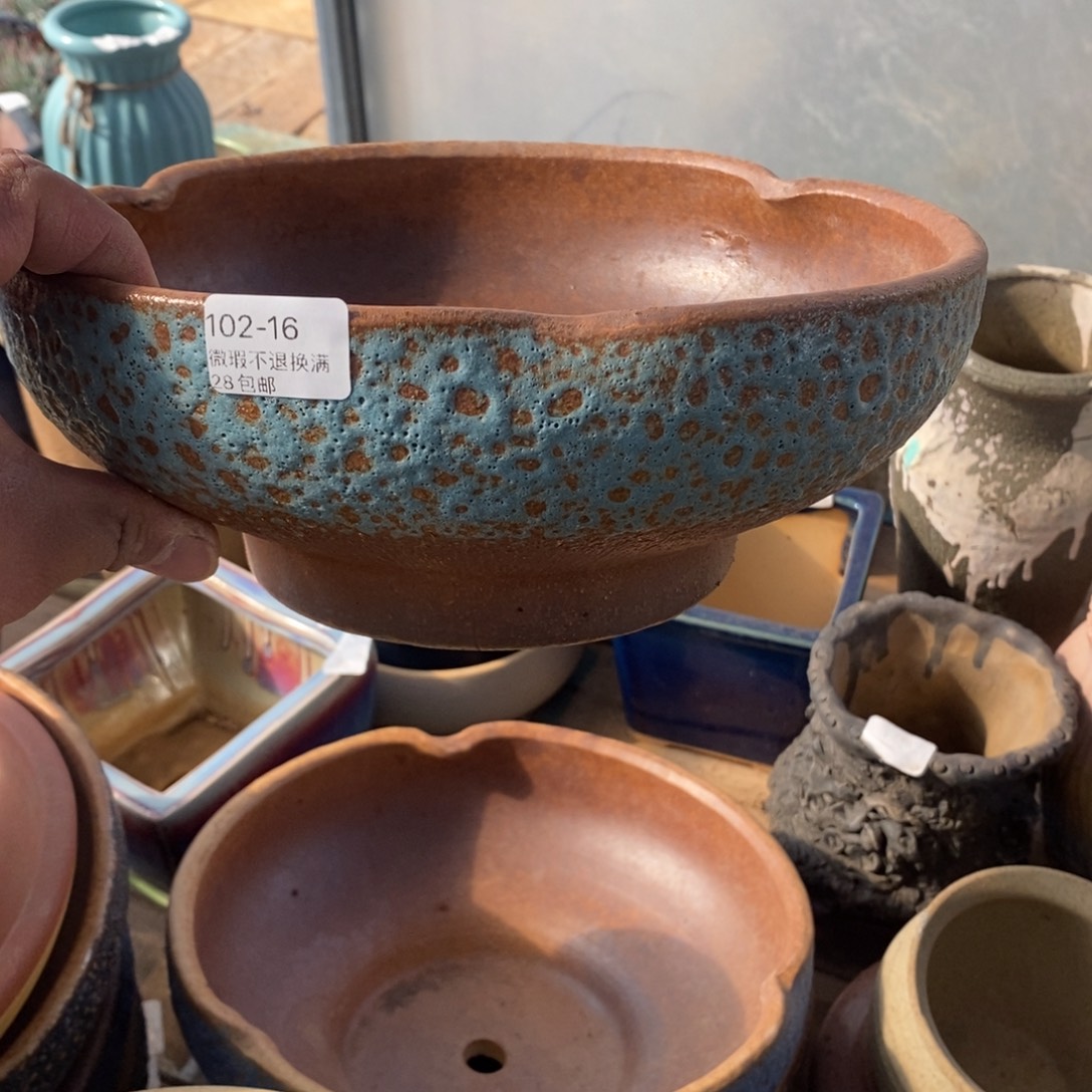 16号花盆内23高10.5