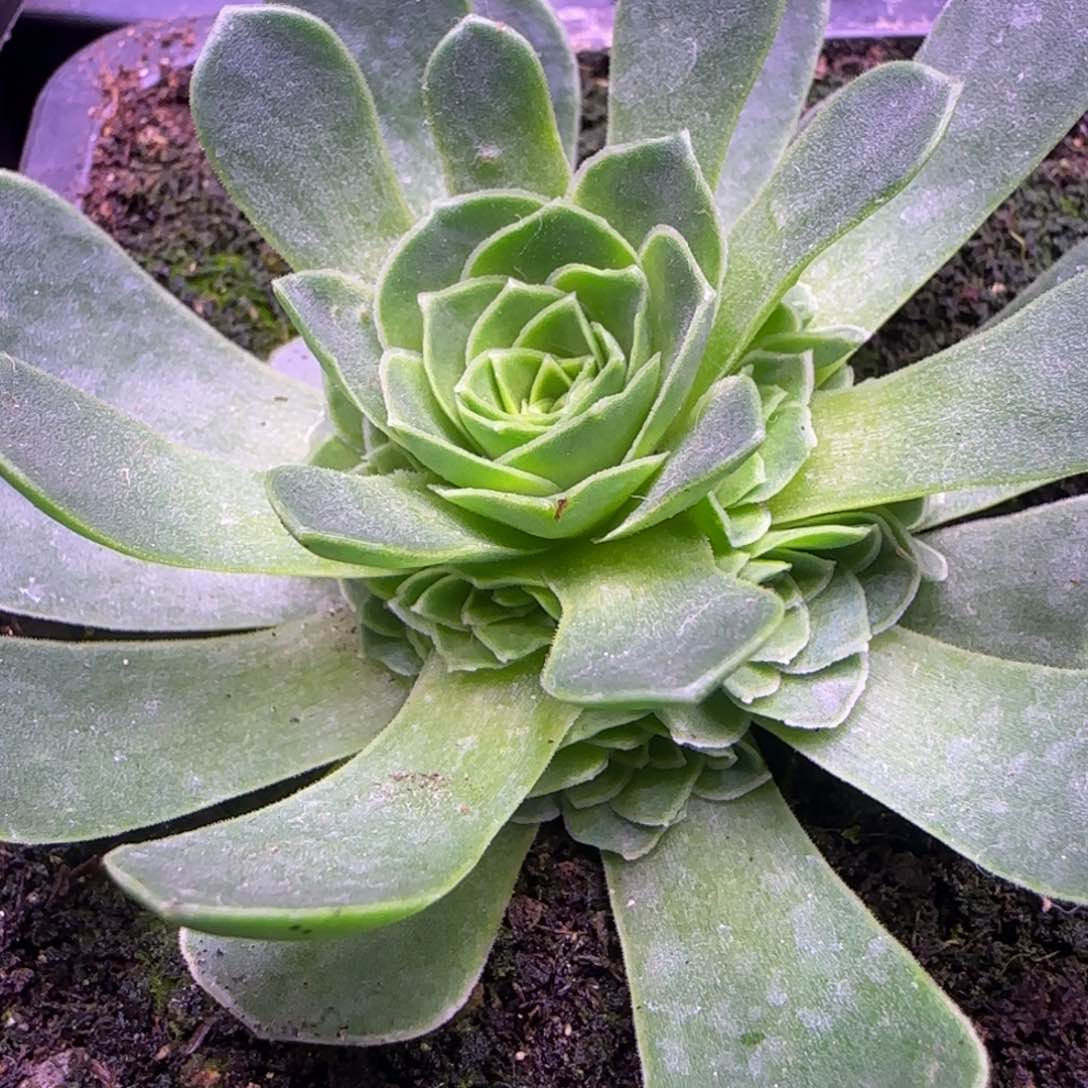 双层6厘米玫瑰14243868686