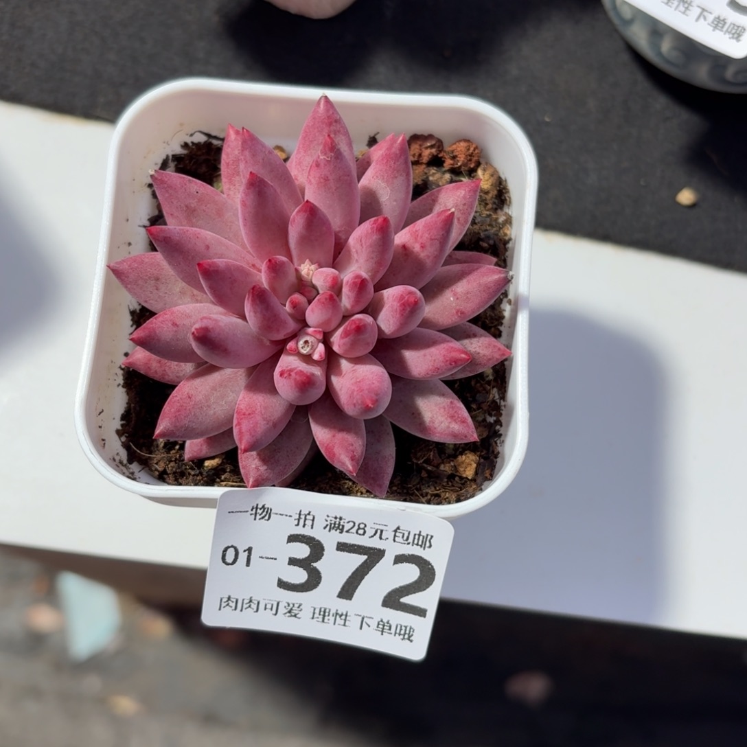 金鱼姬无盆土发货无