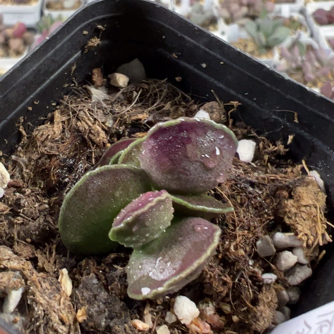 扁叶全紫海豹多肉植物水泡