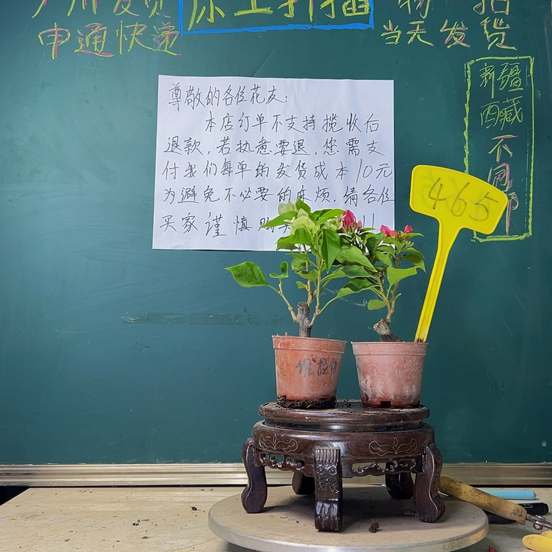 当前无花栽培后可以开花菲菲娜掌中宝 维拉白掌中宝465