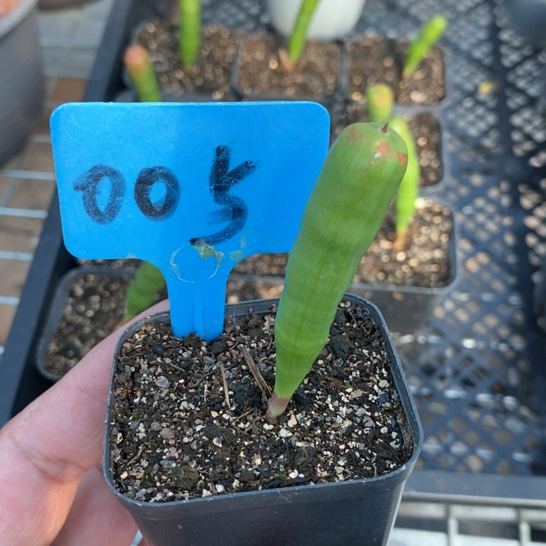 针管多肉植物一个