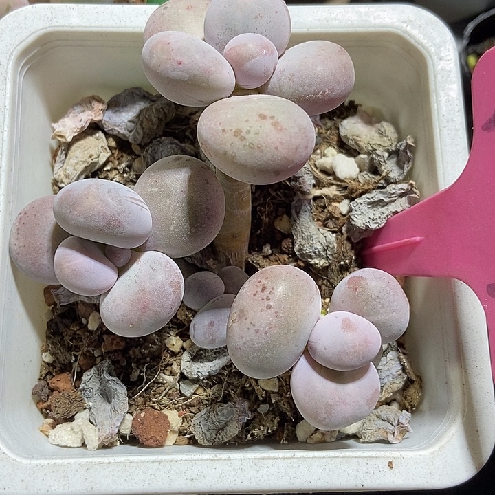 多肉植物奶酪724多肉