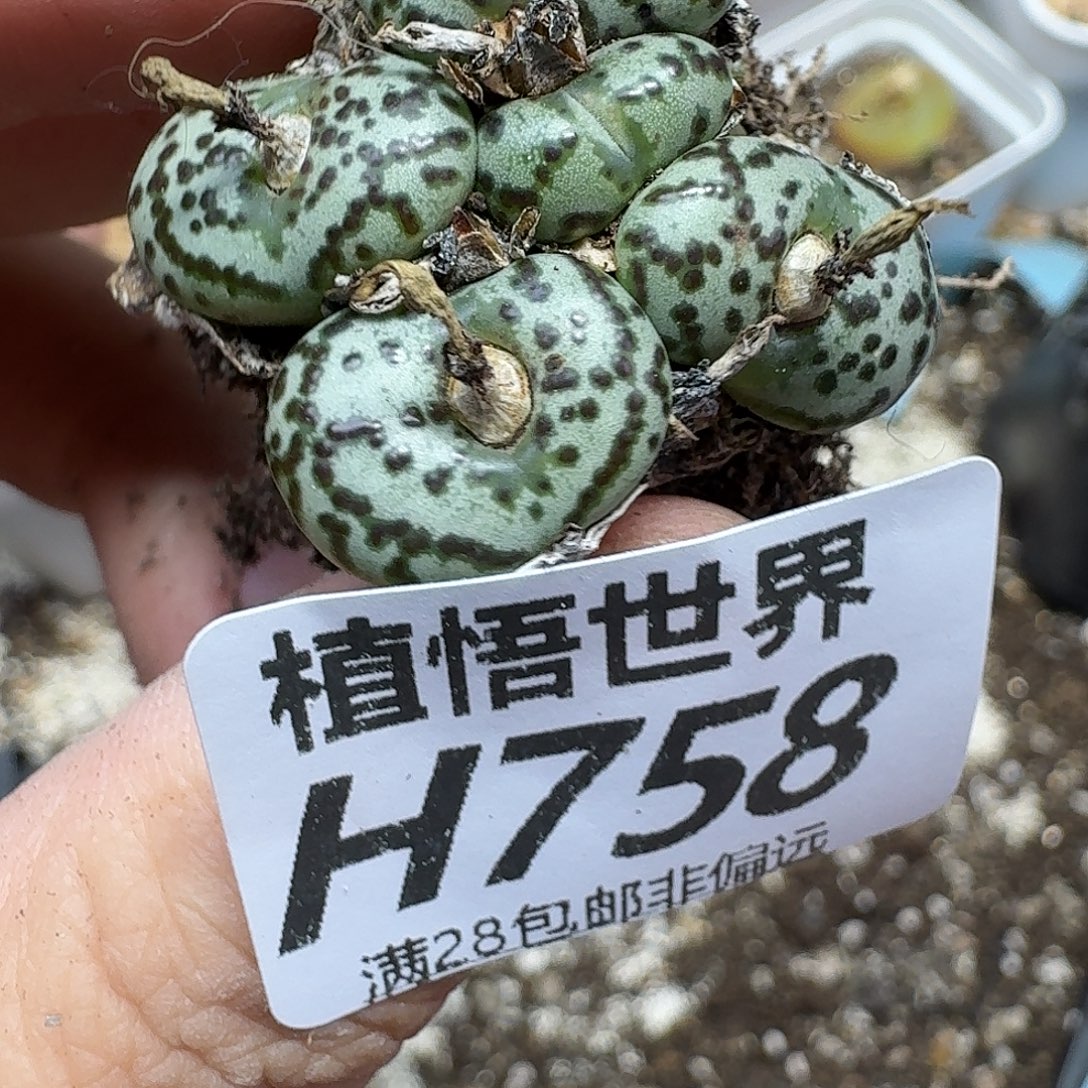 多肉植物的润泽gbnn