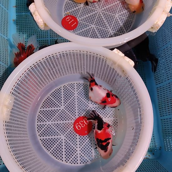 金鱼039兰寿两只特价顺丰包邮