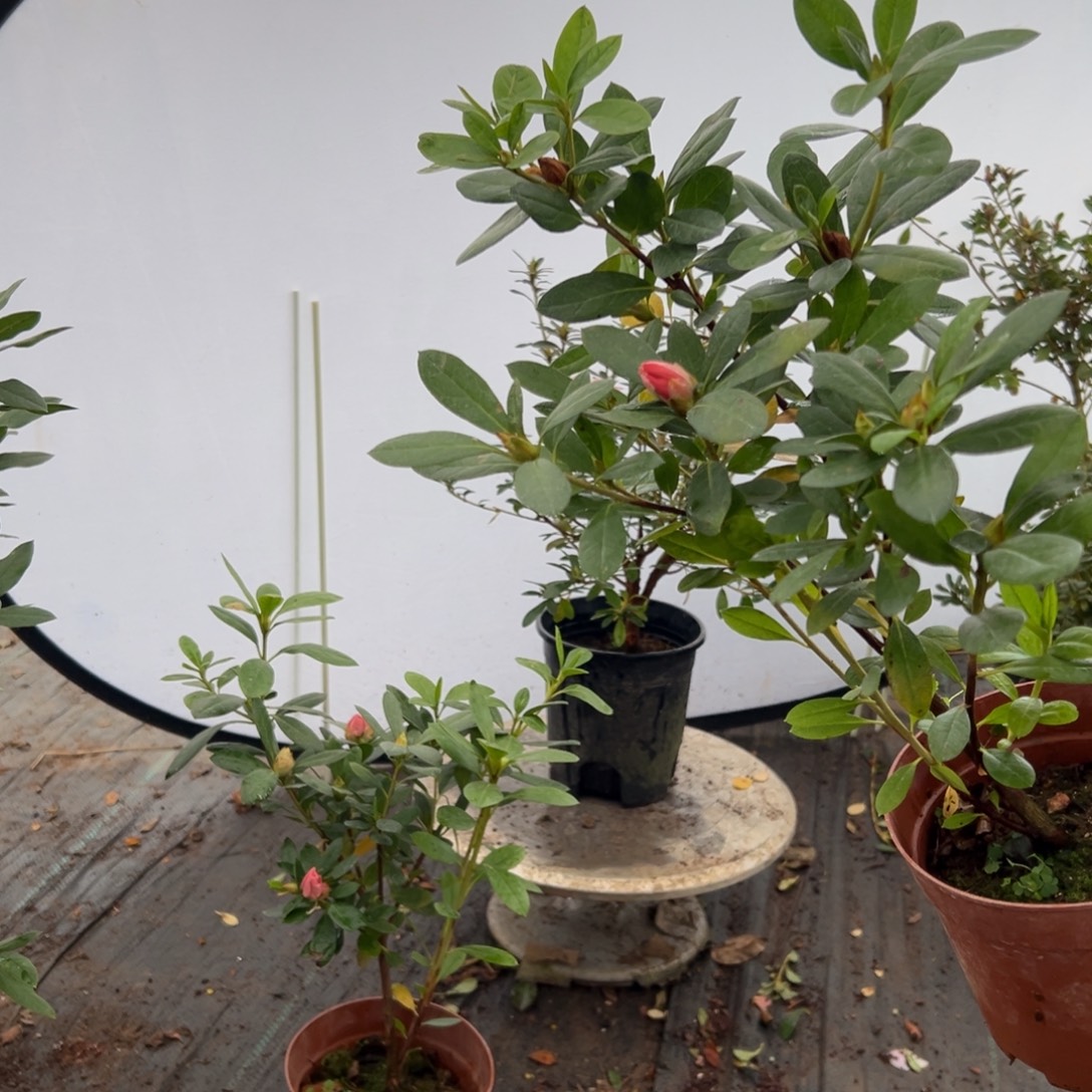 可***群完全开放桃梅锦杜鹃