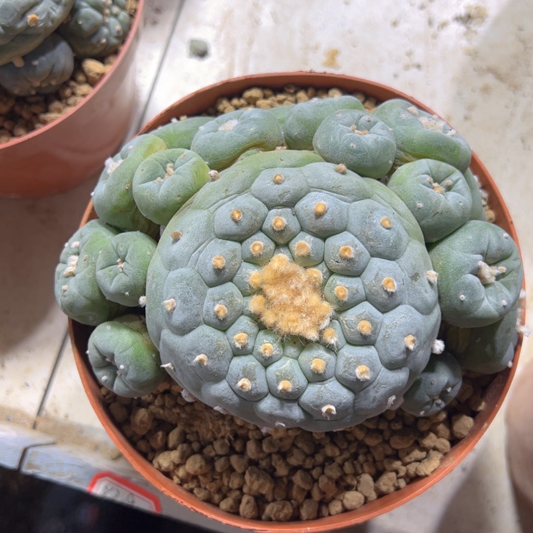 实生带盆H0099gvhjj