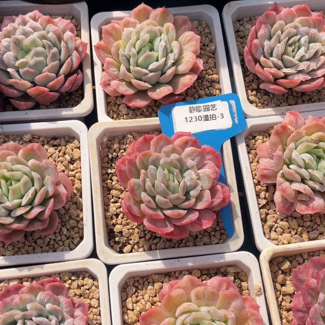 1230-3-泡泡纱裙有品质单头一颗