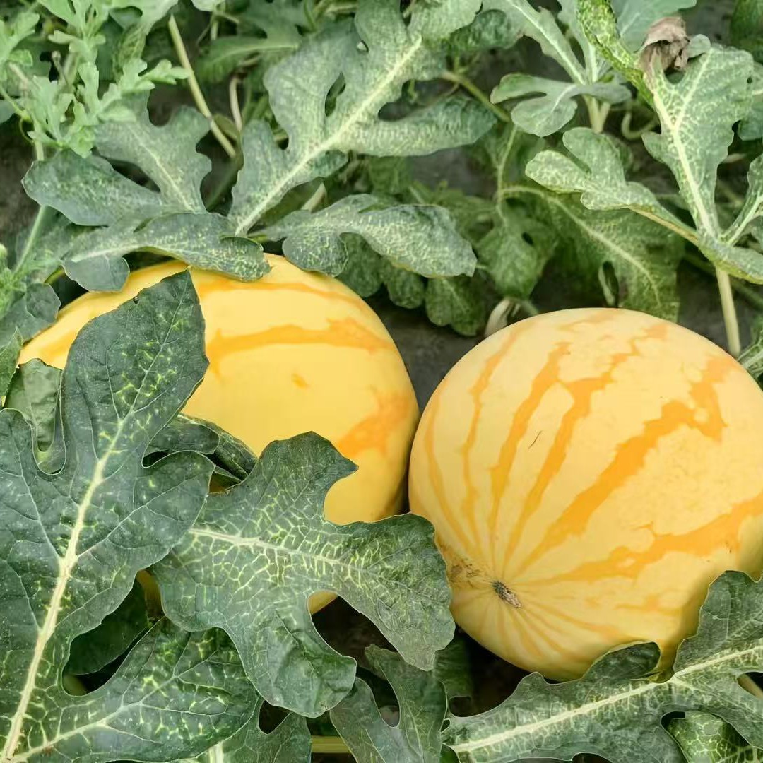 河北黄贵妃西瓜沙瓤沙甜2颗3.5公斤起步包邮到家新鲜河北省