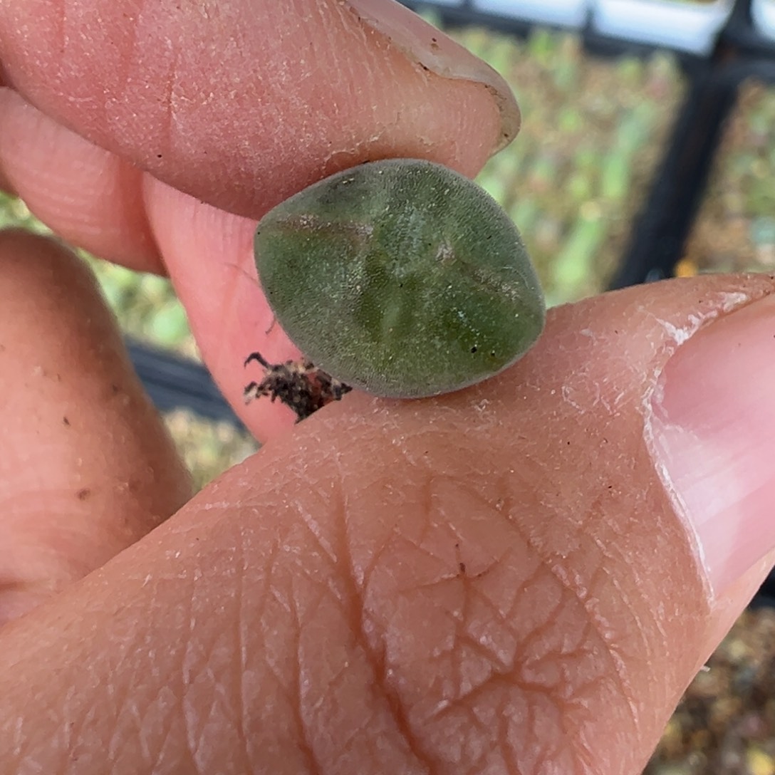 空蝉大眼睛 多肉植物