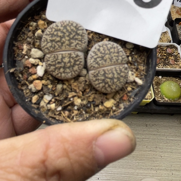 636双头母本白弁天ll