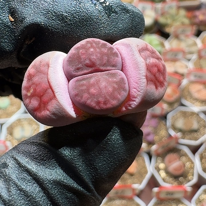 生石花23:：：：。   83