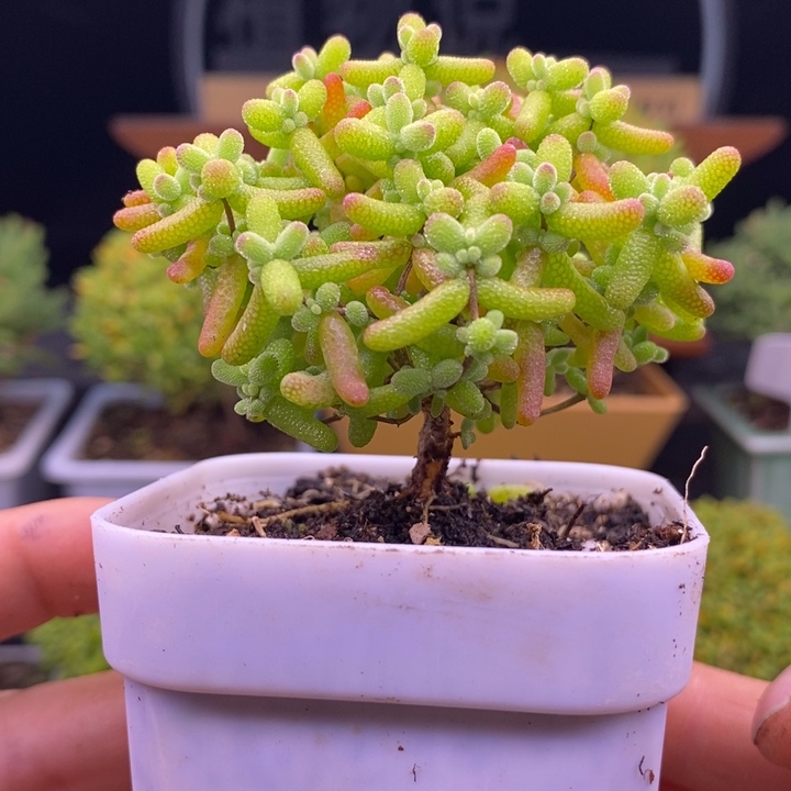 无花朵180金橘糖球。      