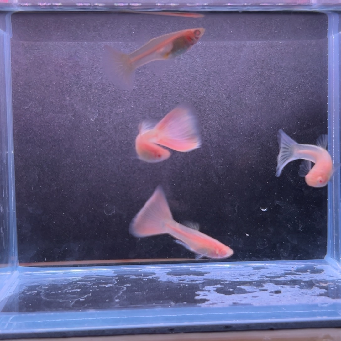 孔雀鱼樱花粉狮一对备损一对