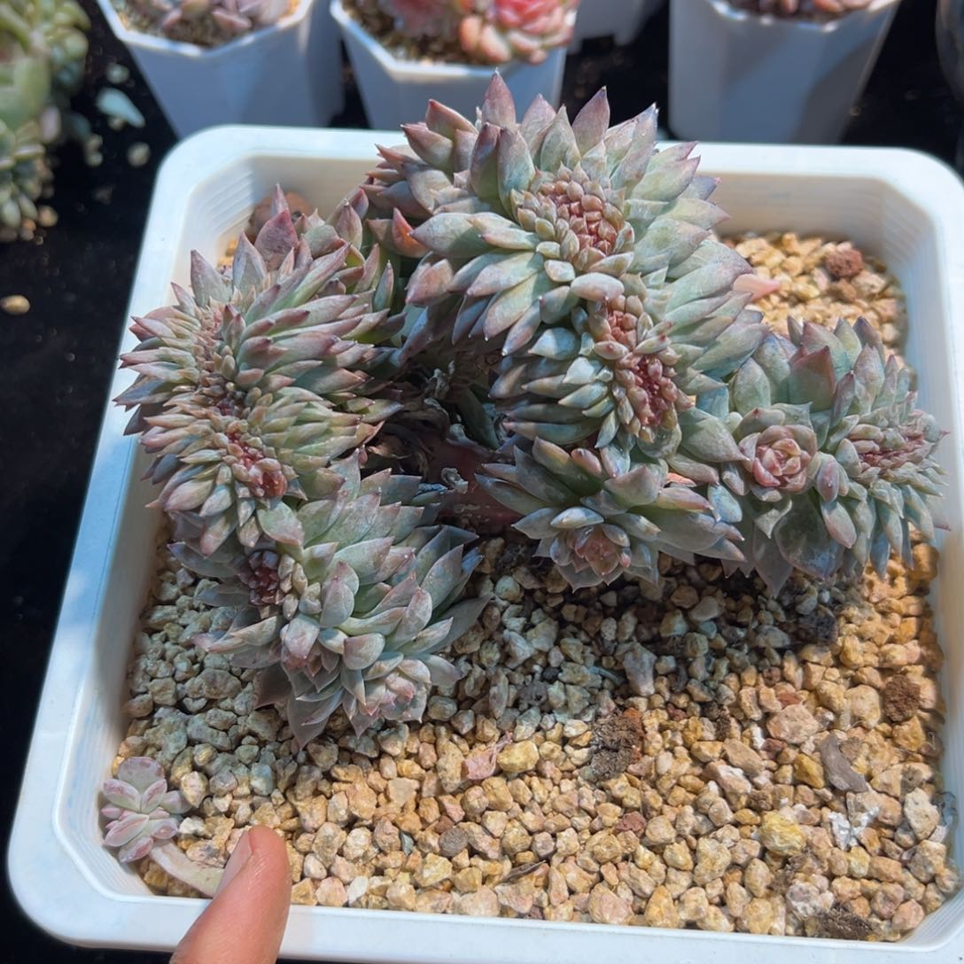  新年快乐新年快乐