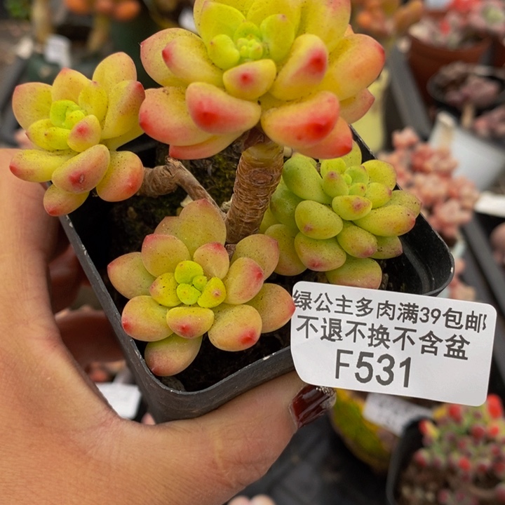 香格里拉老桩6cm531多肉葡萄