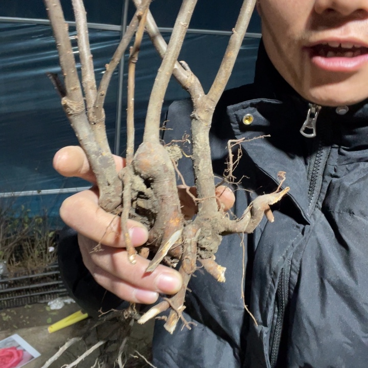 羽衣锦海棠花一颗苗