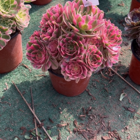 ****香149粉女巫手捧多肉