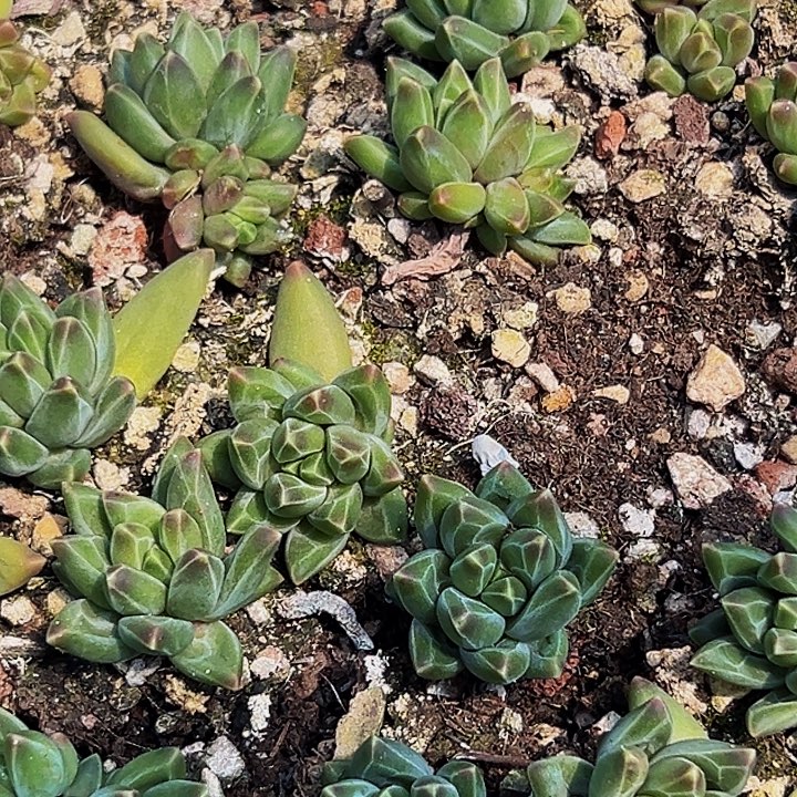 10颗美人系列多肉植物