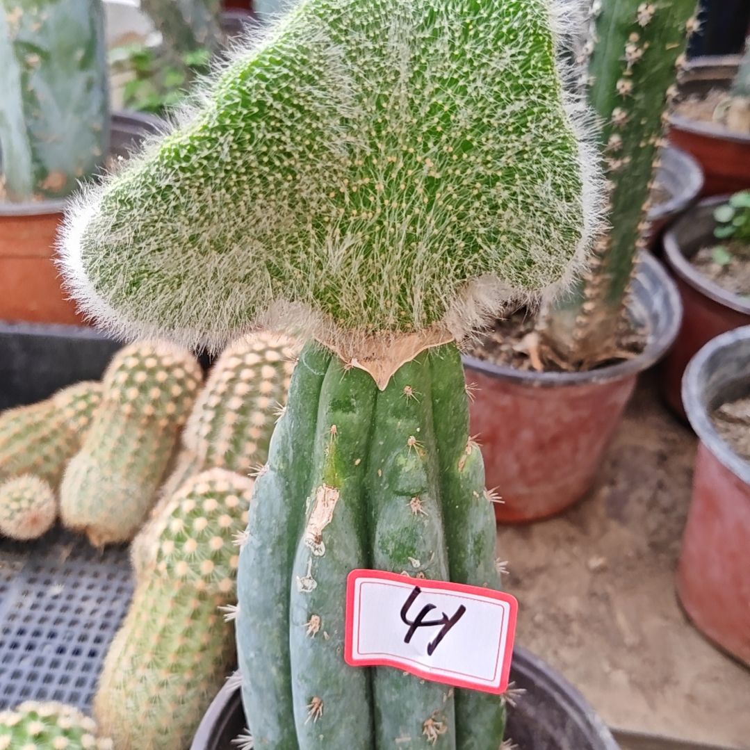 多闻柱嫁接九尾狐缀化41福